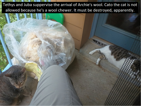 Two cats sit on a porch next to a person's knee and beside a clear plastic garbage bag filled with wool