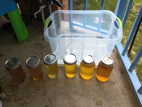 Six large mason jars filled with liquid in varying shades of yellow/amber. Next to them is an empty clear plastic tub.