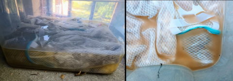 Two angles of a plastic tub filled with tan, murky liquid. Inside are ziploc bags filled with dirty wool.