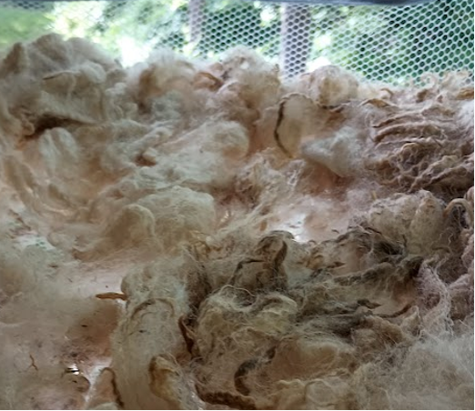 A pile of white/gray fleecey wool with brown ends stuck together with lanolin